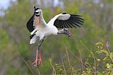 Wood Stork